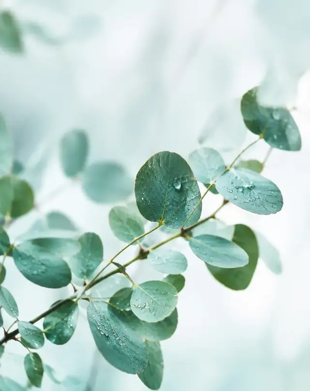 Su damlacıklı okaliptüs dalı